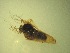  ( - Jari-20110218_Simulium_ornatum_group)  @12 [ ] Unspecified (default): All Rights Reserved  Unspecified Unspecified