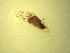  ( - Jari-20110220_Simulium_rotundatum_s_RUK)  @12 [ ] Unspecified (default): All Rights Reserved  Unspecified Unspecified