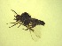  ( - Jari-20110226_Simulium_ornatum_group)  @12 [ ] Unspecified (default): All Rights Reserved  Unspecified Unspecified