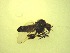  ( - Jari-20110228_Simulium_ornatum_group)  @13 [ ] Unspecified (default): All Rights Reserved  Unspecified Unspecified