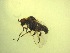  ( - Jari-20110232_Simulium_ornatum_group)  @13 [ ] Unspecified (default): All Rights Reserved  Unspecified Unspecified