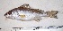  (Haemulopsis elongatus - CH0000720_E12)  @11 [ ] CreativeCommons  Attribution Non-Commercial Share-Alike (2015) Martha Valdez-Moreno El Colegio de la Frontera Sur