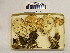 (Rhodocybe mundula - H6042258)  @11 [ ] CreativeCommons - Attribution Non-Commercial Share-Alike (2013) Balint Dima Botanical Museum, Finnish Museum of Natural History, University of Helsinki