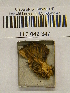  ( - H6042347)  @11 [ ] CreativeCommons - Attribution Non-Commercial Share-Alike (2013) Balint Dima Botanical Museum, Finnish Museum of Natural History, University of Helsinki