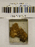  ( - H6042347)  @11 [ ] CreativeCommons - Attribution Non-Commercial Share-Alike (2013) Balint Dima Botanical Museum, Finnish Museum of Natural History, University of Helsinki