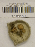  (Rhodocybe parilis - H6042356)  @11 [ ] CreativeCommons - Attribution Non-Commercial Share-Alike (2013) Balint Dima Botanical Museum, Finnish Museum of Natural History, University of Helsinki