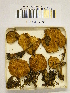  (Rugosomyces chrysenteron - H6042375)  @11 [ ] CreativeCommons - Attribution Non-Commercial Share-Alike (2013) Balint Dima Botanical Museum, Finnish Museum of Natural History, University of Helsinki