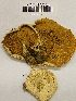  ( - H6042307)  @11 [ ] CreativeCommons - Attribution Non-Commercial Share-Alike (2013) Balint Dima Botanical Museum, Finnish Museum of Natural History, University of Helsinki