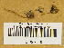  (Psilocybe semilanceata - H6030700)  @11 [ ] CreativeCommons - Attribution Non-Commercial Share-Alike (2013) Balint Dima Botanical Museum, Finnish Museum of Natural History, University of Helsinki