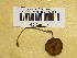  ( - H6026008)  @11 [ ] CreativeCommons - Attribution Non-Commercial Share-Alike (2013) Balint Dima Botanical Museum, Finnish Museum of Natural History, University of Helsinki