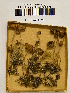  (Psilocybe medullosa - H6043071)  @11 [ ] CreativeCommons - Attribution Non-Commercial Share-Alike (2013) Balint Dima Botanical Museum, Finnish Museum of Natural History, University of Helsinki