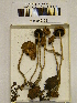  ( - H6043074)  @11 [ ] CreativeCommons - Attribution Non-Commercial Share-Alike (2013) Balint Dima Botanical Museum, Finnish Museum of Natural History, University of Helsinki