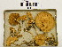  (Agrocybe putaminum - H6043082)  @11 [ ] CreativeCommons - Attribution Non-Commercial Share-Alike (2013) Balint Dima Botanical Museum, Finnish Museum of Natural History, University of Helsinki