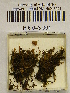  ( - H6043091)  @11 [ ] CreativeCommons - Attribution Non-Commercial Share-Alike (2013) Balint Dima Botanical Museum, Finnish Museum of Natural History, University of Helsinki