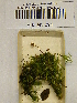  ( - H6043094)  @11 [ ] CreativeCommons - Attribution Non-Commercial Share-Alike (2013) Balint Dima Botanical Museum, Finnish Museum of Natural History, University of Helsinki