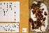  (Psathyrella conissans - H6049946)  @11 [ ] CreativeCommons - Attribution Non-Commercial (2016) Anna L. Ruotsalainen University of Oulu