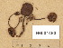 ( - H6001493)  @11 [ ] Copyright (2014) Diana Weckman Botanical Museum, Finnish Museum of Natural History, University of Helsinki
