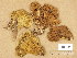  (Paxillus panuoides - H6001527)  @11 [ ] Copyright (2014) Diana Weckman Botanical Museum, Finnish Museum of Natural History, University of Helsinki