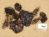  ( - H6001988)  @11 [ ] Copyright (2014) Diana Weckman Botanical Museum, Finnish Museum of Natural History, University of Helsinki