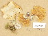  ( - H6002257)  @11 [ ] Copyright (2013) Diana Weckman Botanical Museum, Finnish Museum of Natural History, University of Helsinki
