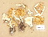  (Leucopaxillus - H6002945)  @11 [ ] Copyright (2013) Diana Weckman Botanical Museum, Finnish Museum of Natural History, University of Helsinki