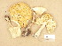  ( - H6003393)  @11 [ ] Copyright (2013) Diana Weckman Botanical Museum, Finnish Museum of Natural History, University of Helsinki