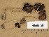  (Psathyrella cf. macescibilis - H6008135)  @11 [ ] Copyright (2013) Diana Weckman Botanical Museum, Finnish Museum of Natural History, University of Helsinki