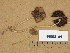  (Psathyrella squamosa - H6008184)  @11 [ ] Copyright (2013) Diana Weckman Botanical Museum, Finnish Museum of Natural History, University of Helsinki