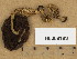  ( - H6008193)  @11 [ ] Copyright (2013) Diana Weckman Botanical Museum, Finnish Museum of Natural History, University of Helsinki