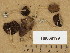  (Psathyrella olympiana - H6008199)  @11 [ ] Copyright (2013) Diana Weckman Botanical Museum, Finnish Museum of Natural History, University of Helsinki
