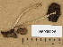  (Psathyrella cf. rostellata - H6008328)  @11 [ ] Copyright (2013) Diana Weckman Botanical Museum, Finnish Museum of Natural History, University of Helsinki