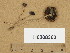  (Psathyrella hirta - H6008360)  @11 [ ] Copyright (2013) Diana Weckman Botanical Museum, Finnish Museum of Natural History, University of Helsinki