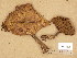  (Paxillus filamentosus - H6011379)  @11 [ ] Copyright (2014) Diana Weckman Botanical Museum, Finnish Museum of Natural History, University of Helsinki