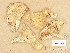  (Rhodocybe gemina - H6025605)  @11 [ ] Copyright (2013) Diana Weckman Botanical Museum, Finnish Museum of Natural History, University of Helsinki