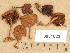  (Flammulaster limulatoides - H6031622)  @11 [ ] Copyright (2012) Diana Weckman Botanical Museum, Finnish Museum of Natural History, University of Helsinki