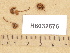  (Flammulaster muricatus - H6032676)  @11 [ ] Copyright (2012) Diana Weckman Botanical Museum, Finnish Museum of Natural History, University of Helsinki