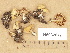  (Rhodocybe fallax - H6032677)  @11 [ ] Copyright (2012) Diana Weckman Botanical Museum, Finnish Museum of Natural History, University of Helsinki