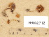  (Flammulaster sp - H6032712)  @11 [ ] Copyright (2012) Diana Weckman Botanical Museum, Finnish Museum of Natural History, University of Helsinki