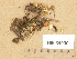  (Omphalina mutila - H6034900)  @11 [ ] Copyright (2013) Diana Weckman Botanical Museum, Finnish Museum of Natural History, University of Helsinki