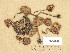  ( - H6034946)  @11 [ ] Copyright (2013) Diana Weckman Botanical Museum, Finnish Museum of Natural History, University of Helsinki