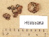  (Rhodocybe fuscofarinacea - H6035262)  @11 [ ] Copyright (2013) Diana Weckman Botanical Museum, Finnish Museum of Natural History, University of Helsinki