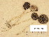  (Psathyrella pseudogracilis - H6036898)  @11 [ ] Copyright (2013) Diana Weckman Botanical Museum, Finnish Museum of Natural History, University of Helsinki