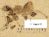  (Psathyrella squamosa - H6036901)  @11 [ ] Copyright (2013) Diana Weckman Botanical Museum, Finnish Museum of Natural History, University of Helsinki