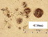  ( - H6036902)  @11 [ ] Copyright (2013) Diana Weckman Botanical Museum, Finnish Museum of Natural History, University of Helsinki