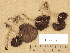  (Psathyrella atomatoides - H6036903)  @11 [ ] Copyright (2013) Diana Weckman Botanical Museum, Finnish Museum of Natural History, University of Helsinki