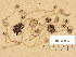  ( - H6036905)  @11 [ ] Copyright (2013) Diana Weckman Botanical Museum, Finnish Museum of Natural History, University of Helsinki