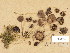 (Psathyrella cf. dicrani - H6036910)  @11 [ ] Copyright (2013) Diana Weckman Botanical Museum, Finnish Museum of Natural History, University of Helsinki