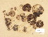  (Psathyrella odorata - H6038505)  @11 [ ] Copyright (2013) Diana Weckman Botanical Museum, Finnish Museum of Natural History, University of Helsinki