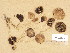  (Psathyrella cf. lutensis - H6038508)  @11 [ ] Copyright (2013) Diana Weckman Botanical Museum, Finnish Museum of Natural History, University of Helsinki