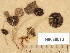  (Psathyrella cf. jacobssonii - H6038513)  @11 [ ] Copyright (2013) Diana Weckman Botanical Museum, Finnish Museum of Natural History, University of Helsinki